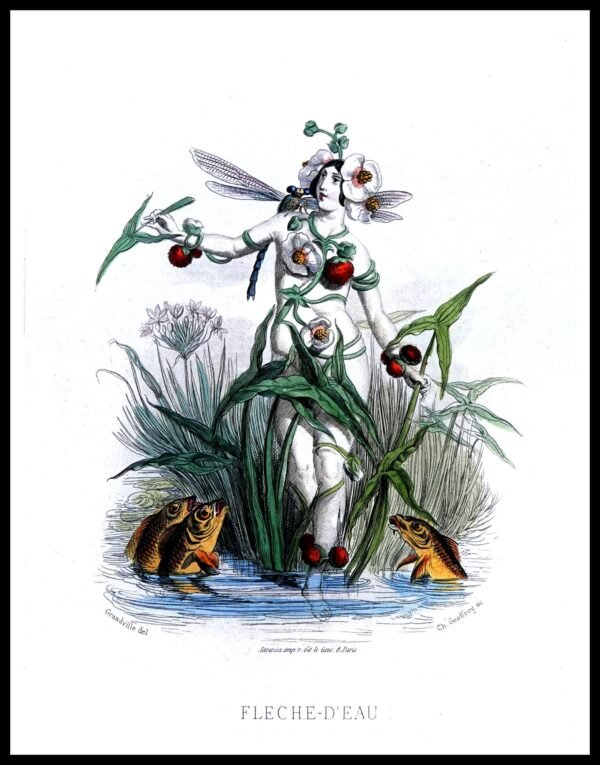 ALP F11216 Animees (small) (Antique Prints)